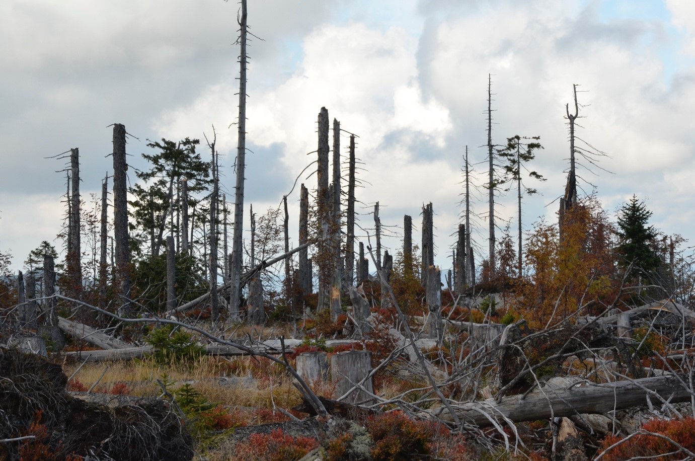 Foto Plechý, I.zóna NP Šumava, září 2017