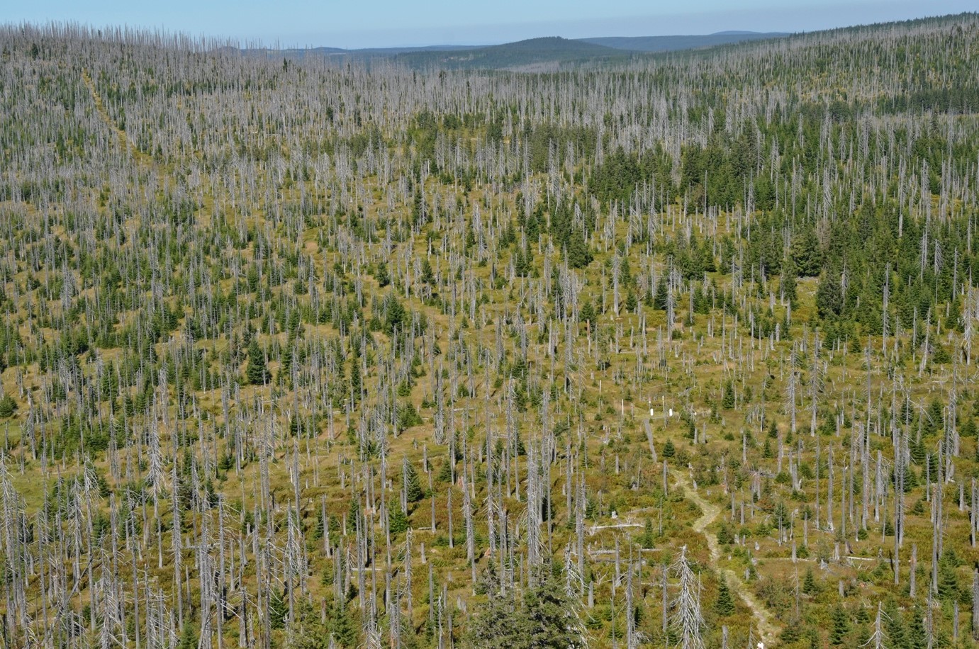 Foto Pohled z Luzného na hraniční kameny, NP Šumava, srpen 2016